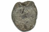Fossil Iguanodontian Caudal Vertebra - Isle of Wight, England #325120-2